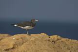 Image. Sooty Gull