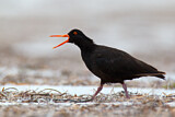 Image. Sooty Oystercatcher