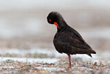 Image. Sooty Oystercatcher