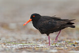 Image. Sooty Oystercatcher