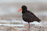 Image. Sooty Oystercatcher
