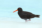 Image. Sooty Oystercatcher