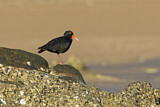Image. Sooty Oystercatcher