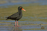 Image. Sooty Oystercatcher