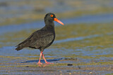 Image. Sooty Oystercatcher