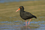 Image. Sooty Oystercatcher