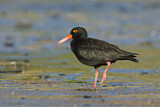 Image. Sooty Oystercatcher
