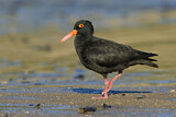 Image. Sooty Oystercatcher