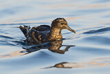 Image. Sooty Shearwater