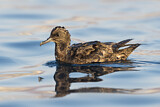 Image. Sooty Shearwater