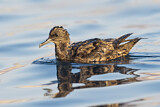 Image. Sooty Shearwater