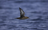 Image. Sooty Shearwater