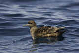 Image. Sooty Shearwater