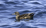 Image. Sooty Shearwater