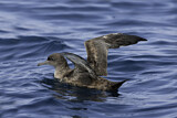 Image. Sooty Shearwater