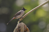 Image. Sooty-headed Bulbul