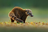 Image. South American Coati