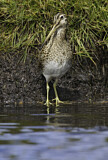 Image. South American Snipe