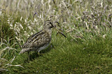 Image. South American Snipe