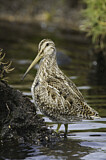 Image. South American Snipe