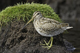 Image. South American Snipe