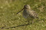 Image. South American Snipe