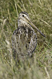 Image. South American Snipe