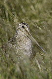 Image. South American Snipe