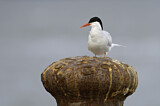 Image. South American Tern