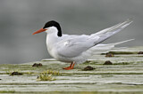 Image. South American Tern