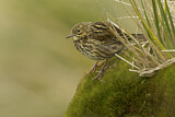 Image. South Georgia Pipit