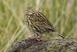 Image. South Georgia Pipit