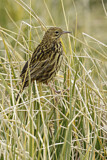 Image. South Georgia Pipit