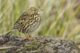 Image. South Georgia Pipit
