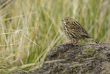 Image. South Georgia Pipit