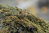 Image. South Georgia Pipit