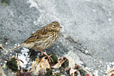 Image. South Georgia Pipit