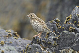 Image. South Georgia Pipit