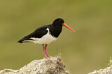 Image. South Island Oystercatcher