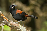 Image. South Island Saddleback