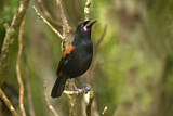 Image. South Island Saddleback