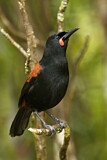 Image. South Island Saddleback