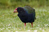 Image. South Island Takahe