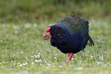 Image. South Island Takahe