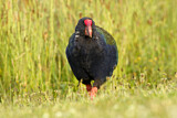 Image. South Island Takahe