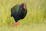 Image. South Island Takahe