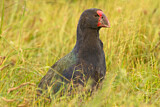 Image. South Island Takahe