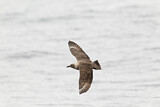 Image. South Polar Skua
