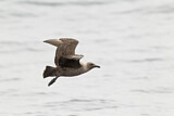 Image. South Polar Skua