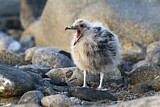 Image. South Polar Skua